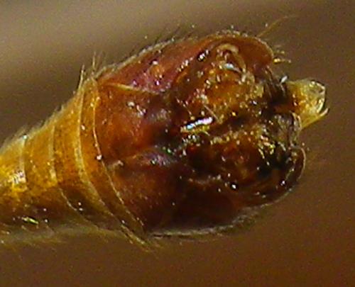 Réf. 184 711 : Tipula lunata